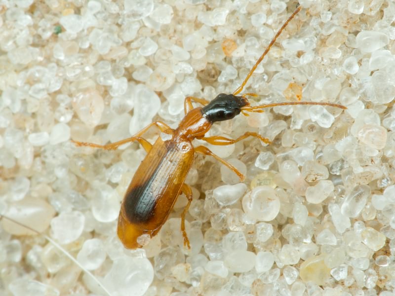 Demetrias monostigma Samouelle, 1819